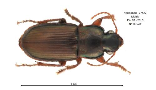 Réf. 321 109 : Harpalus affinis